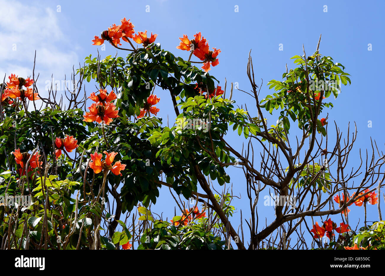 Libre d'un tulipier d'Afrique devant le ciel bleu Banque D'Images