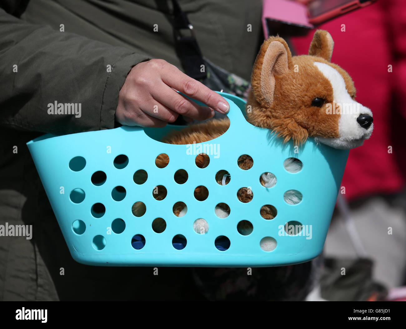 Un chien de corgi jouet est assis dans un panier en tant que membres de la file d'attente publique comme les films de la BBC antiques Roadshow au château de Balmoral, en Écosse. Banque D'Images