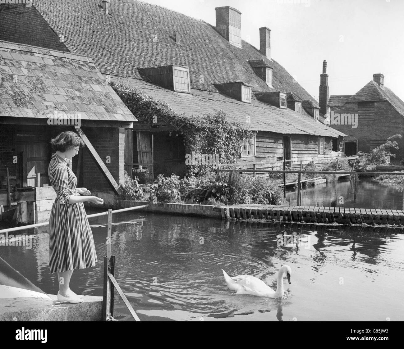 Valerie Polhill, 15 ans, alimente un cygne à Sadlers Mill à Romsey, dans le Hampshire.Cet endroit au bord de la Nouvelle forêt est célèbre pour le saumon dans le River Test. Banque D'Images