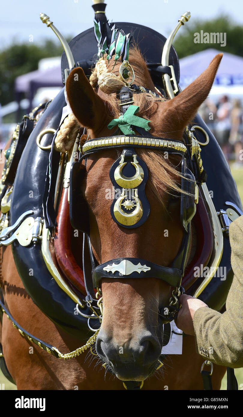 (530) Lagan Oswald est jugé dans la classe des harnais décorés au spectacle Essex Heavy Horse & Country au champ de foire d'Orsett, Essex. APPUYEZ SUR ASSOCIATION photo. Date de la photo: Dimanche 2 août 2015. Le crédit photo devrait se lire comme suit : Ian West/PA Wire Banque D'Images