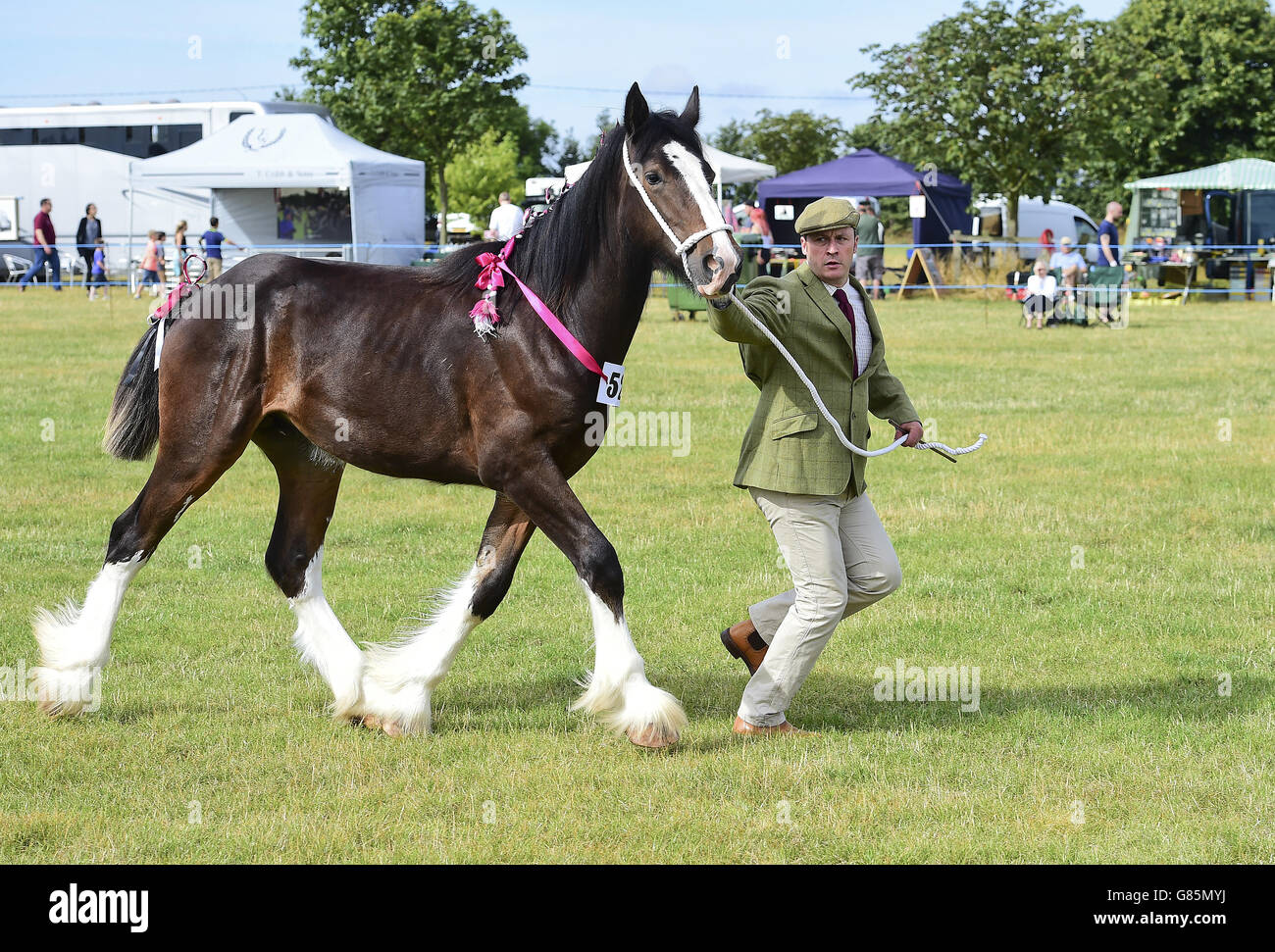 Walton Express au Essex Heavy Horse & Country Show au terrain d'exposition d'Orsett, Essex.APPUYEZ SUR ASSOCIATION photo.Date de la photo: Dimanche 2 août 2015.Le crédit photo devrait se lire comme suit : Ian West/PA Wire Banque D'Images