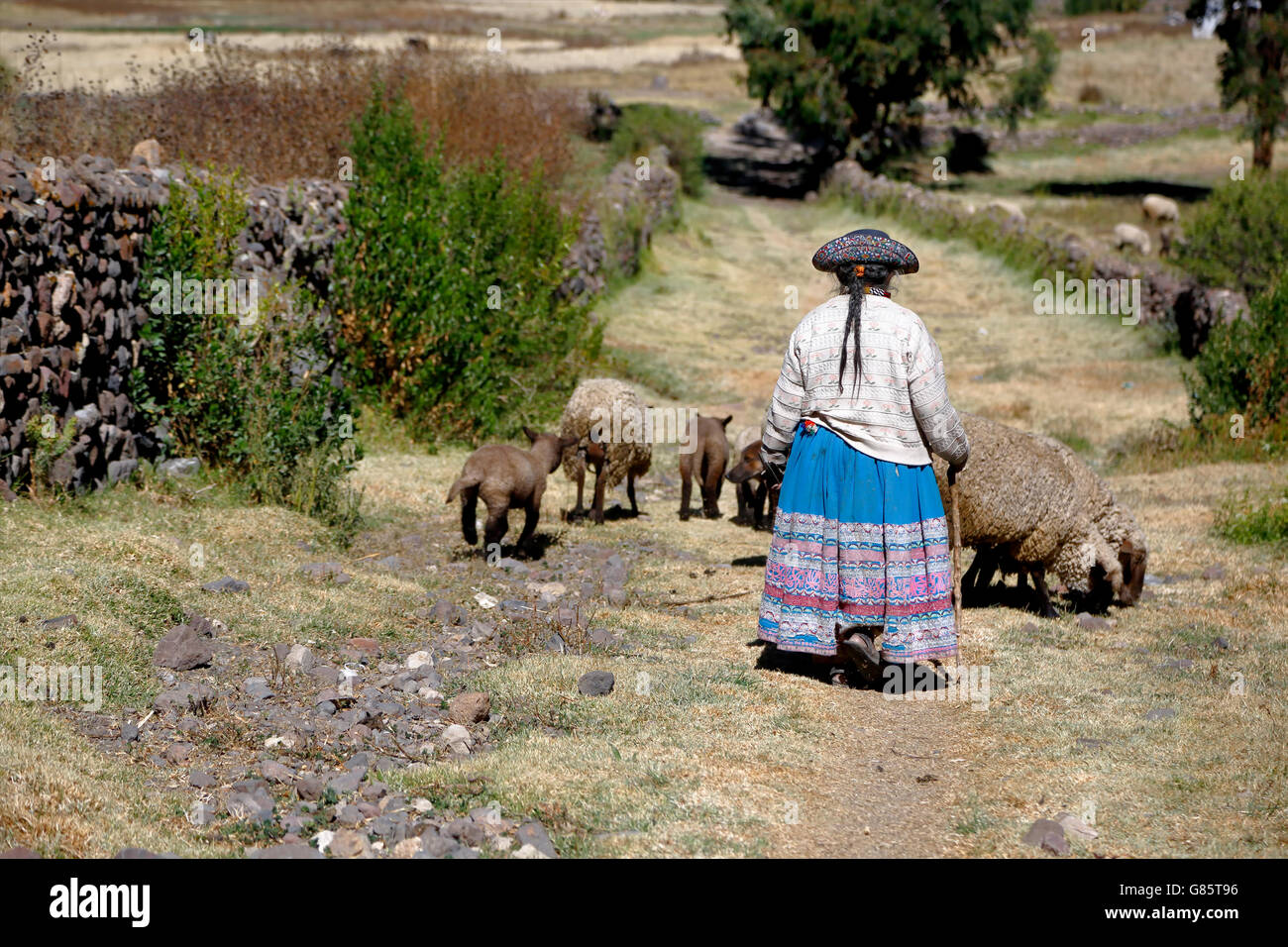 Berger Quechua femme et ses moutons, Corporaque, Canyon de Colca, Arequipa, Pérou Banque D'Images