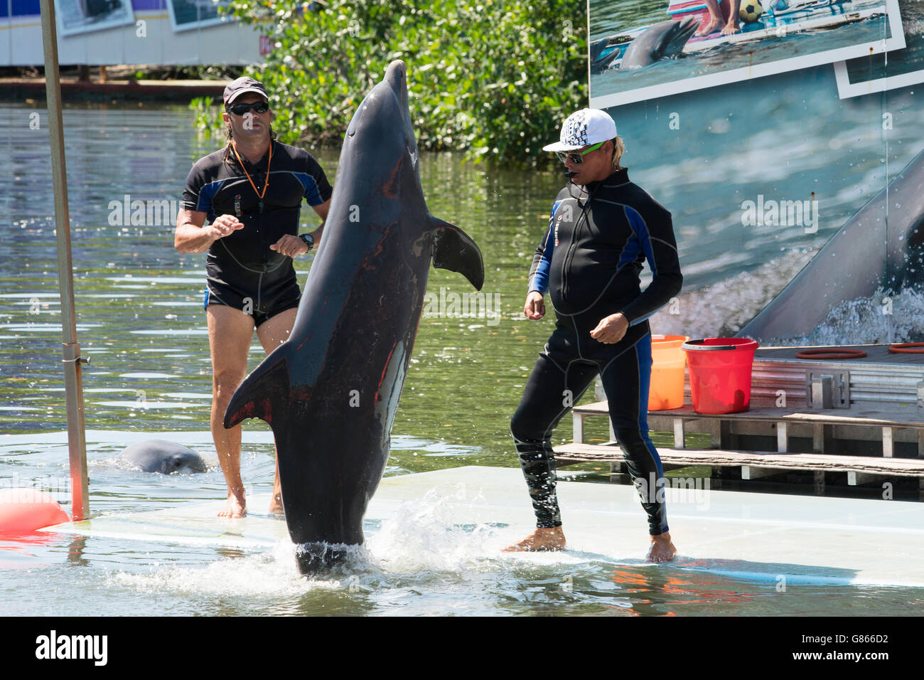 Dolphin avec son formateur à un spectacle de dauphins à Varadero, Cuba Banque D'Images