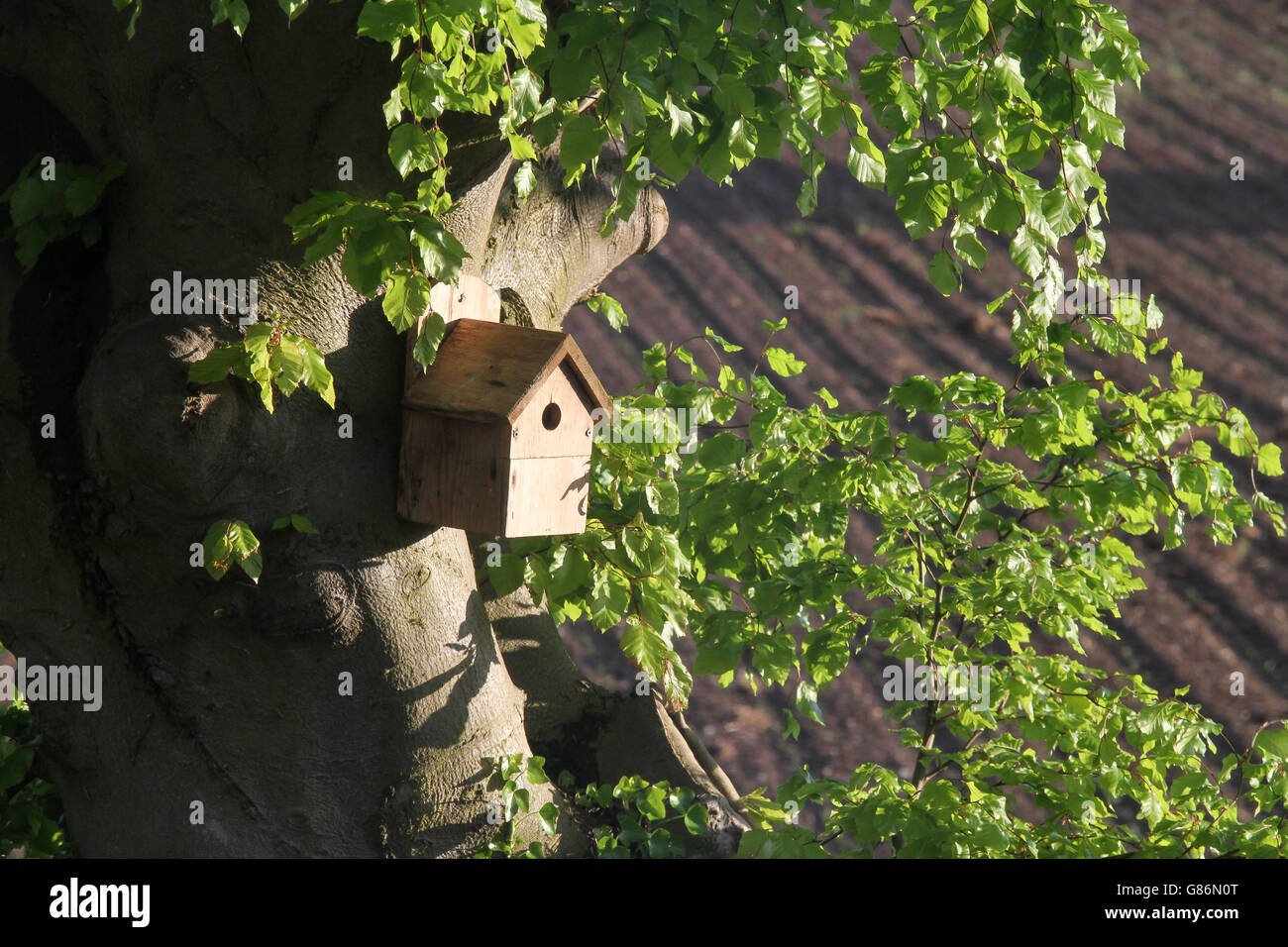 Oiseaux en bois fort sur tronc d'arbre. Banque D'Images
