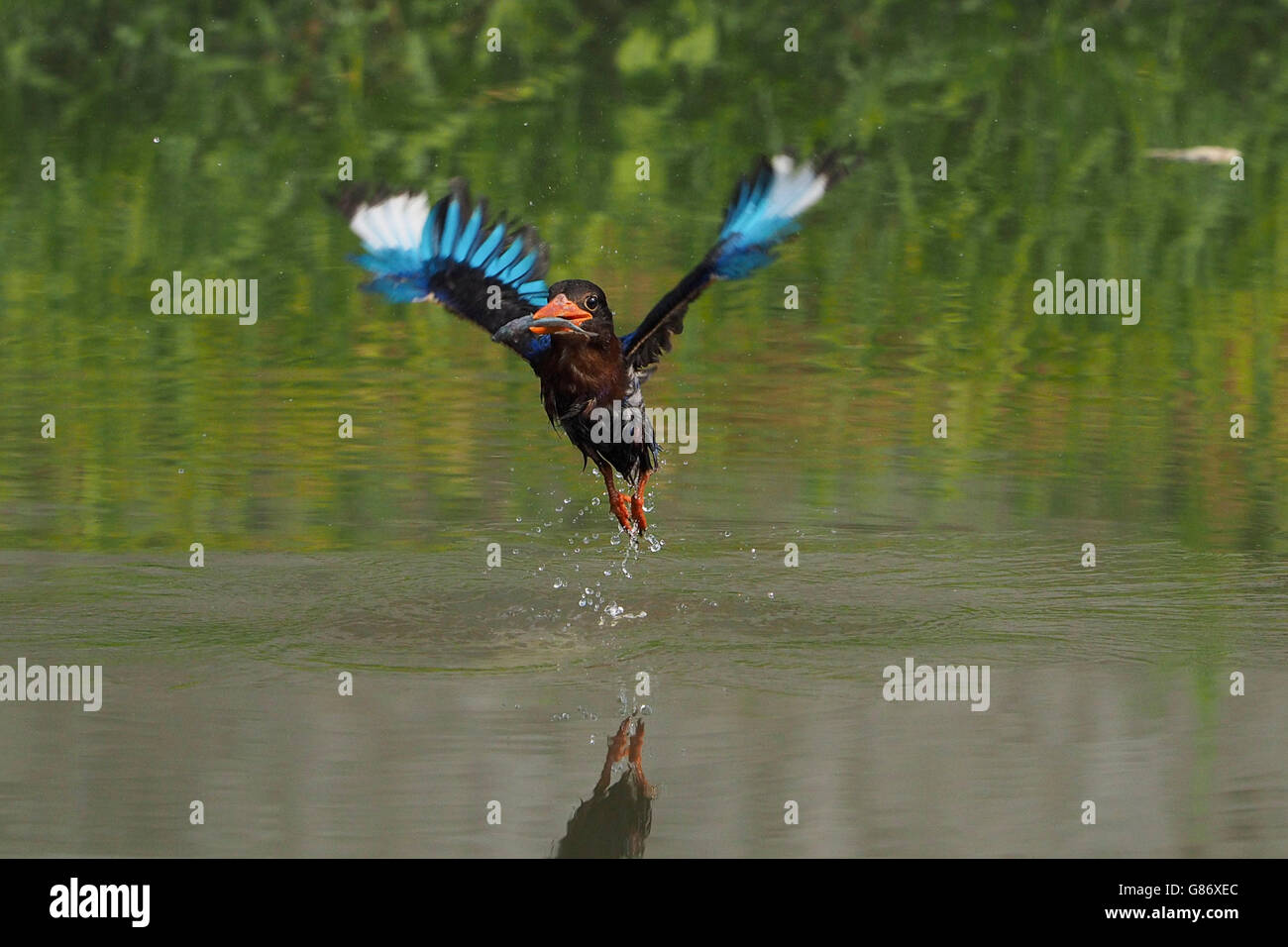 Kingfisher bird la capture de poissons dans la rivière, l'Indonésie, Jember Banque D'Images