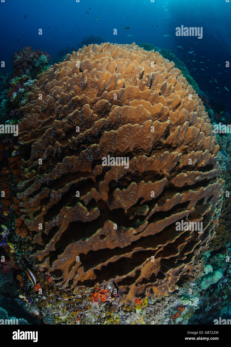 Close-up of round coral, Sorong, la Papouasie occidentale, en Indonésie Banque D'Images