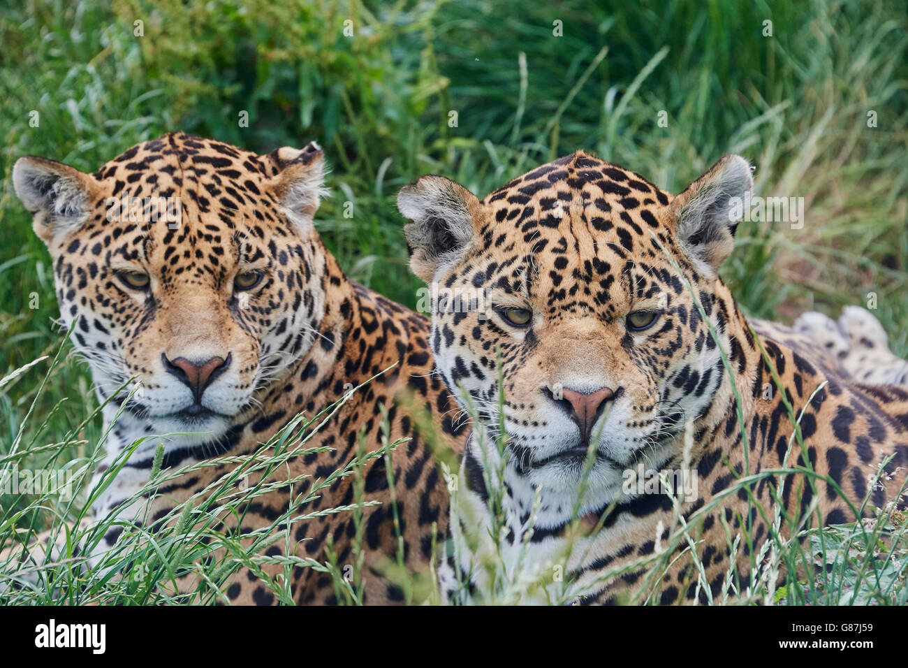 Le Jaguar est un gros chat, un félin dans le Panthera genre, et est le seul Panthera espèces indigènes de l'Amérique. Banque D'Images