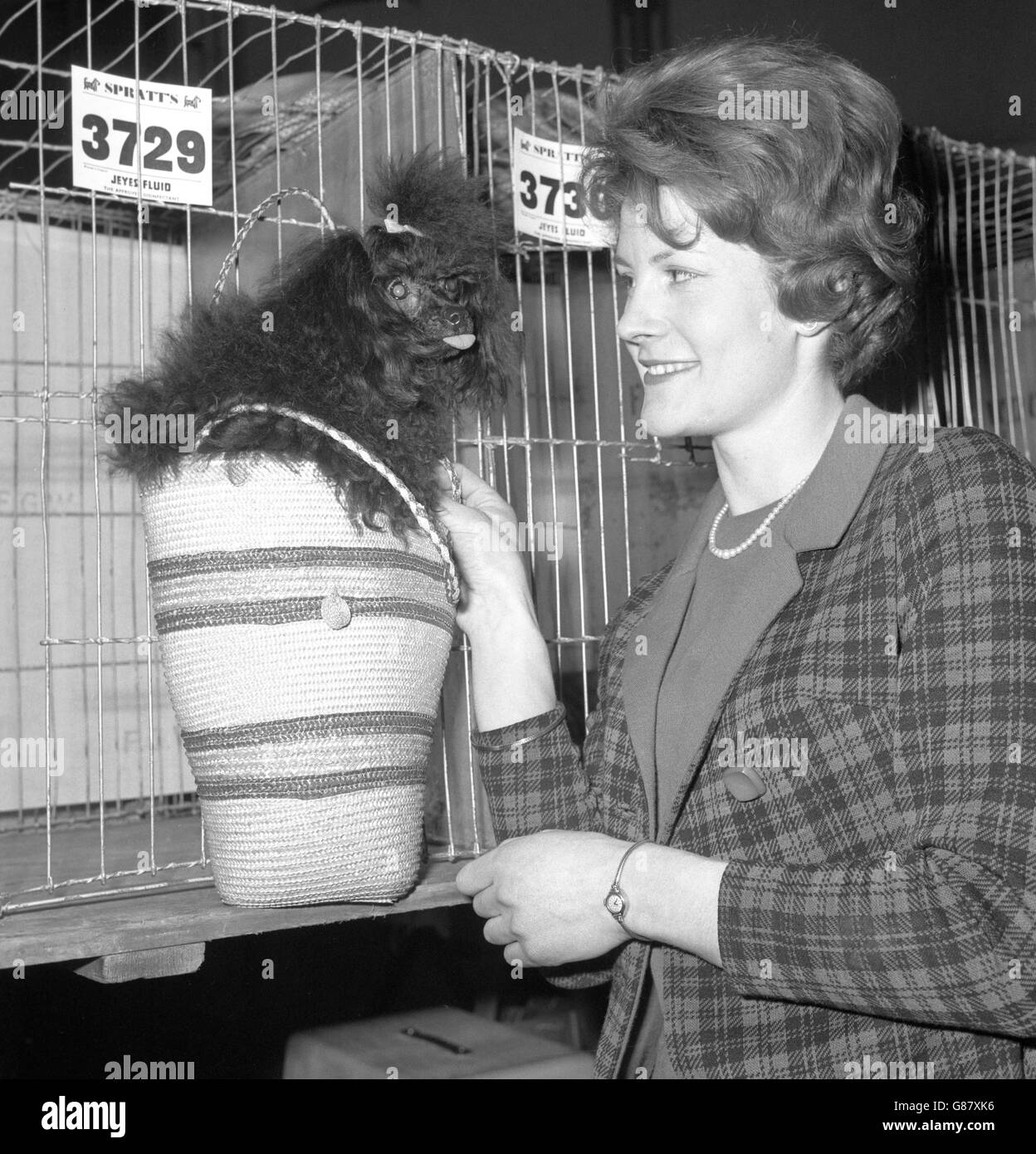 Animaux - Crufts Dog Show - Olympia, Londres.Gill Dewhurst de Leeds est photographié avec son jouet coolle Creskeld Poupe au Crufts Dog Show à Olympia, Londres. Banque D'Images