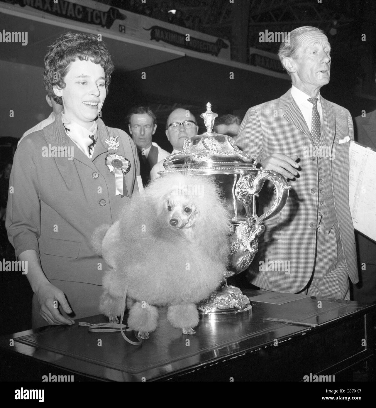 Mme ce Perry de Worcester Park, Surrey, avec son jouet Oakington Puckeshill Amber Sunblush, nommée championne suprême au Cruft's Dog Show à Olympia, Londres. Banque D'Images