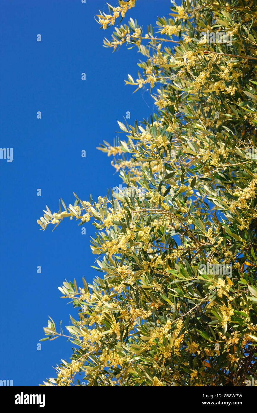 Arbre en fleur d'olive Banque D'Images