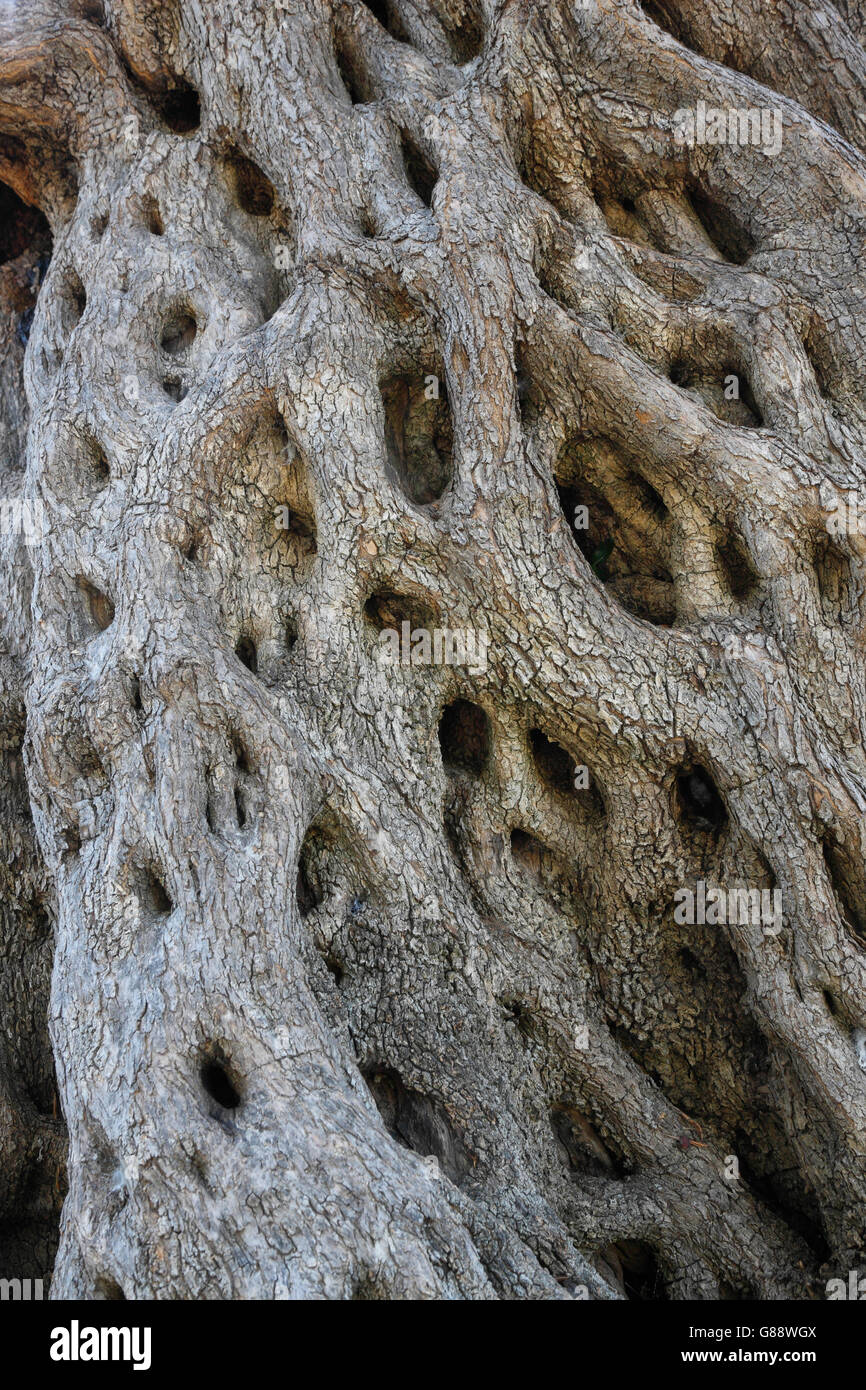 Close up of old olive tree trunk Banque D'Images
