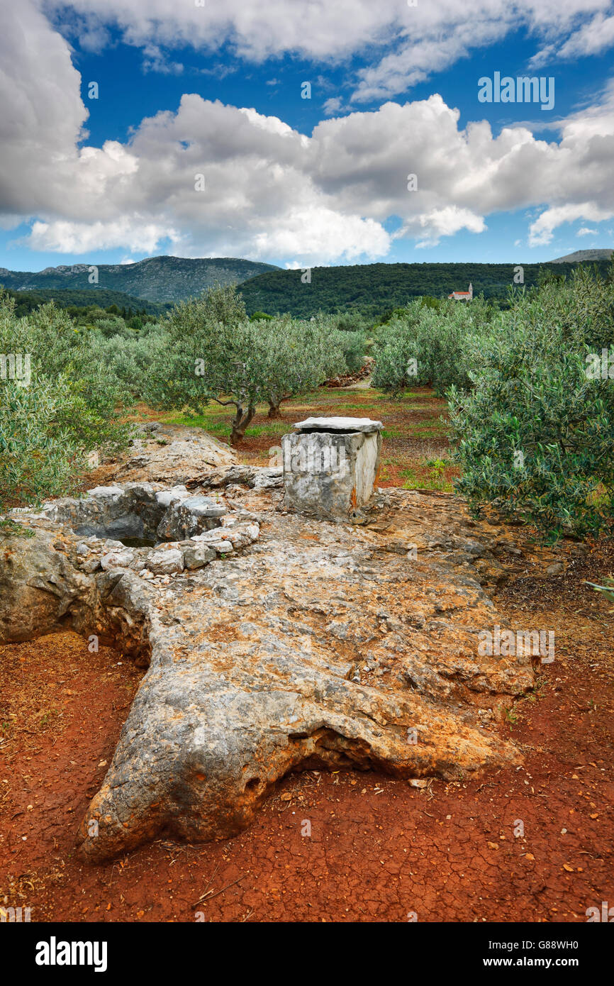 Plantation d'oliviers, Hvar, Croatie Banque D'Images