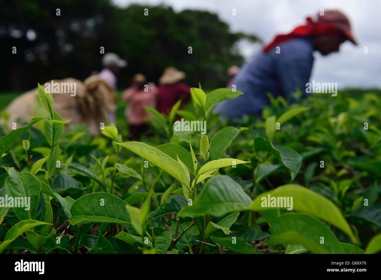 Les cueilleurs de thé, teaplantation Bois Cherie, Maurice Banque D'Images
