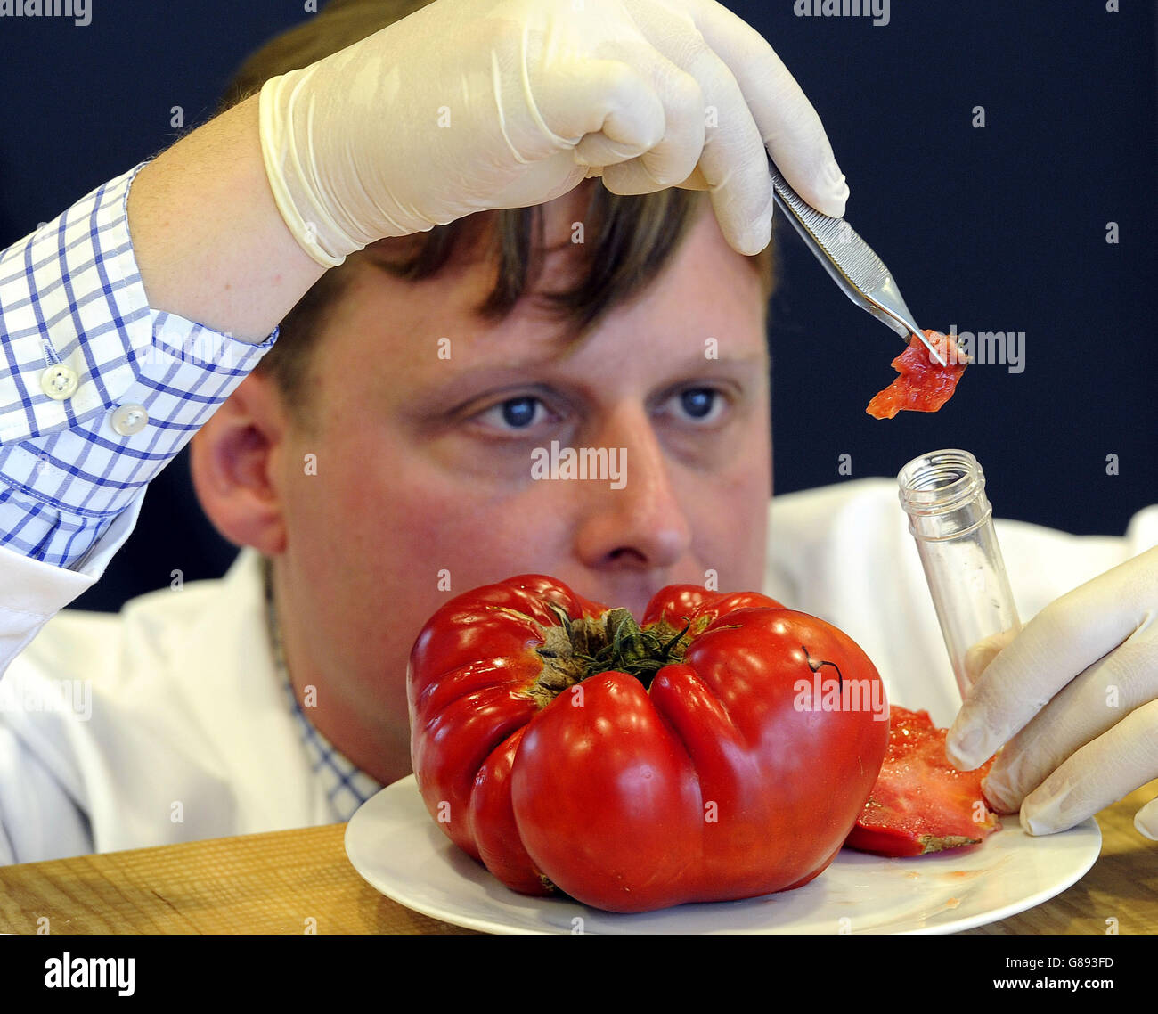 Nick Smith, le directeur du spectacle de fleurs de Harrogate, extrait un échantillon d'une tomate Gigantomo alors que le spectacle utilise la technologie de l'ADN pour s'assurer que le prix de la tomate géante de 1,000 £ n'est pas gagné par un producteur de tricherie. Banque D'Images