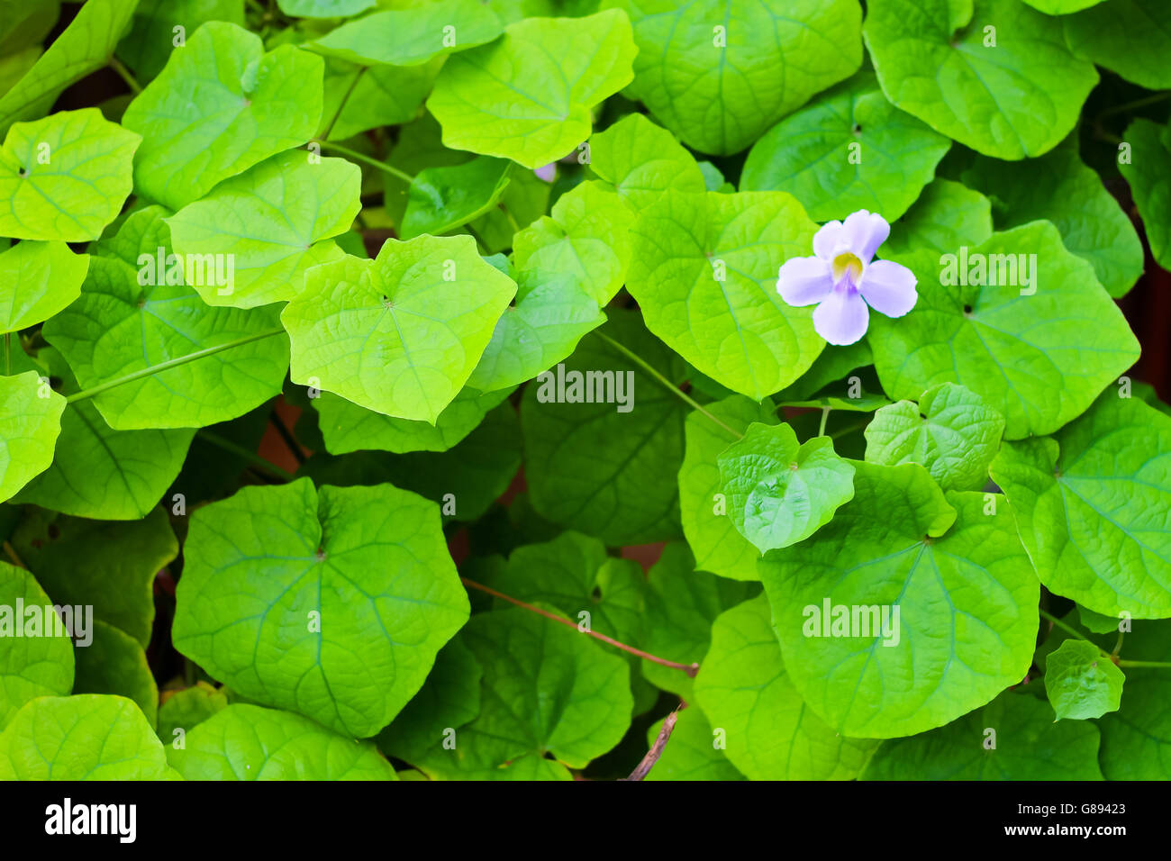 Vert feuille abstract background Banque D'Images