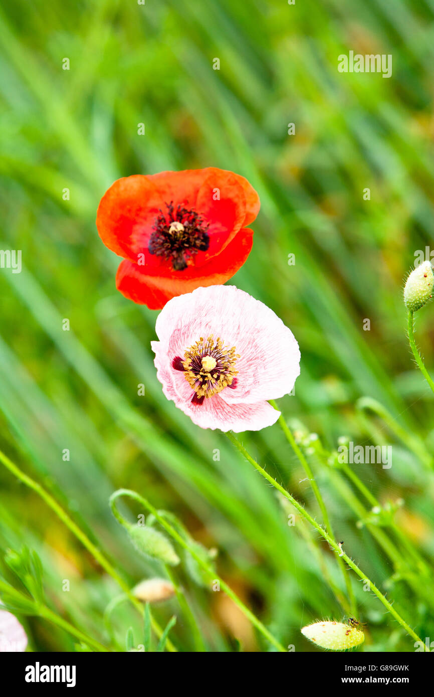 Deux rouges et roses Les coquelicots se côte à côte dans un champ Banque D'Images