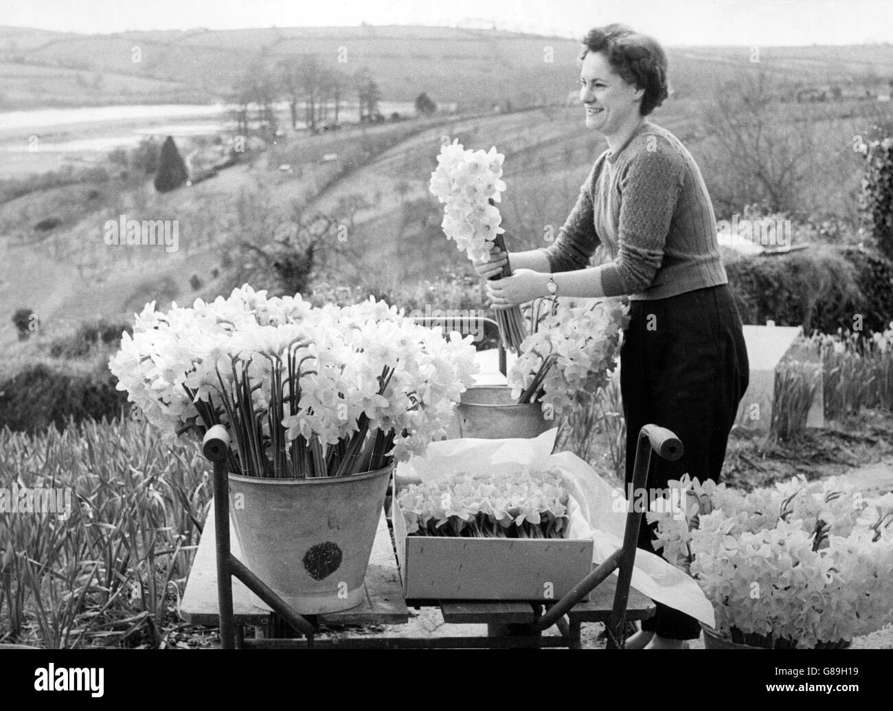 Jean Laing rassemble des petits pains de jonquilles fraîches provenant des champs situés à proximité de la vallée de Tamar, en Cornouailles. Les fleurs sont en boîte et expédiées à Glasgow et à d'autres marchés du Nord. Banque D'Images