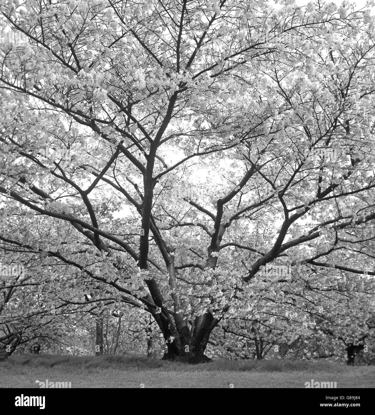 Nature - cerises - Japonais Les jardins de Kew, Surrey Banque D'Images