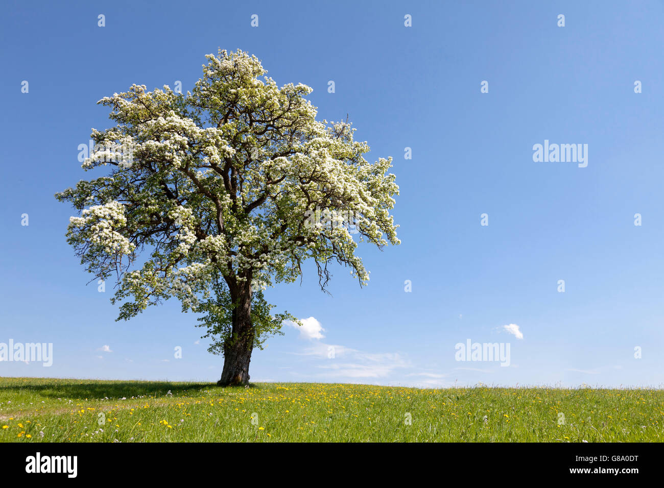 Arbres fruitiers en fleurs dans un pré, Mostviertel, devez trimestre, Basse Autriche, Autriche, Europe Banque D'Images