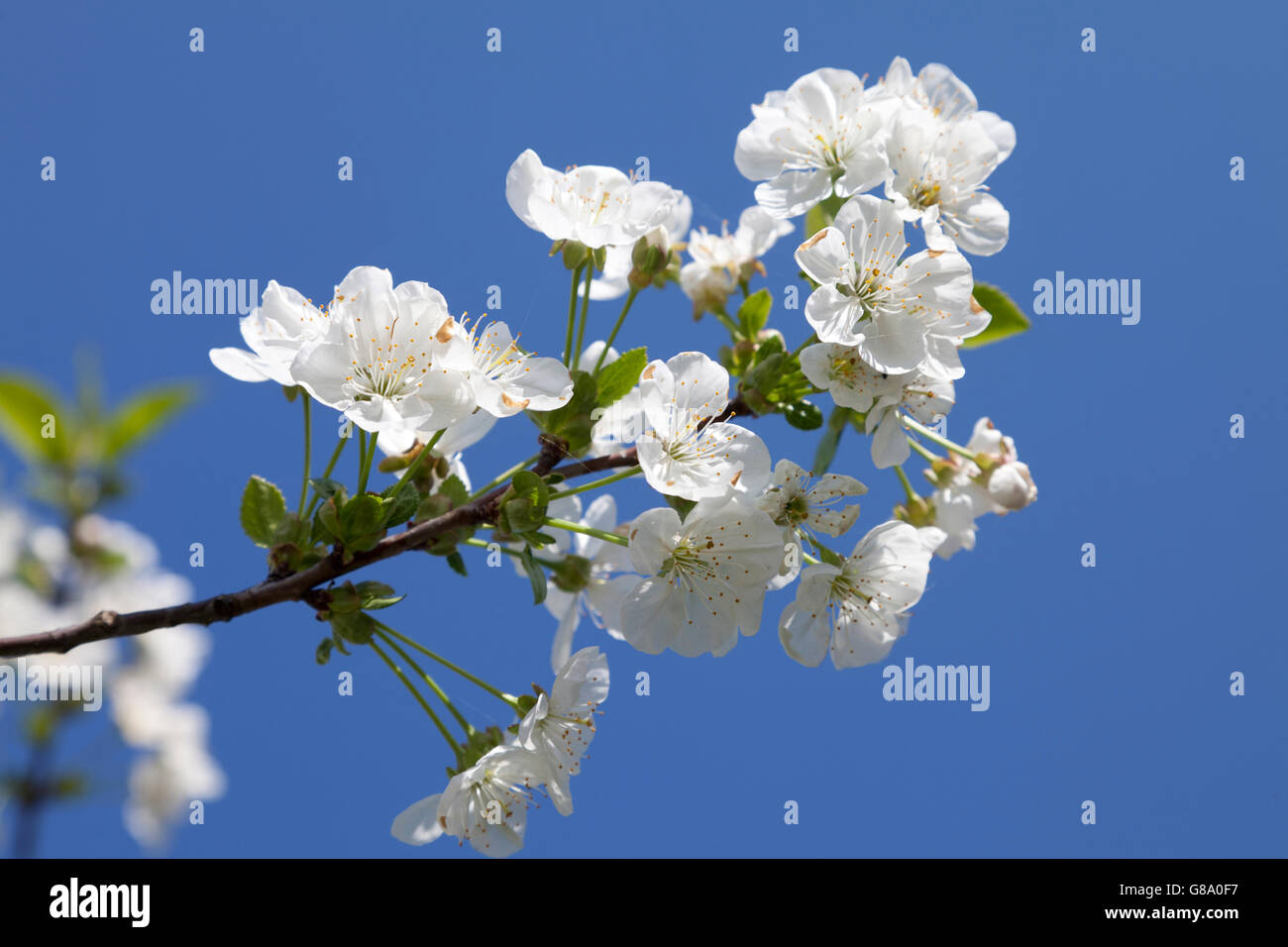 Les fleurs de cerisier (Prunus sp.), doit, de Mostviertel trimestre, Basse Autriche, Autriche, Europe Banque D'Images