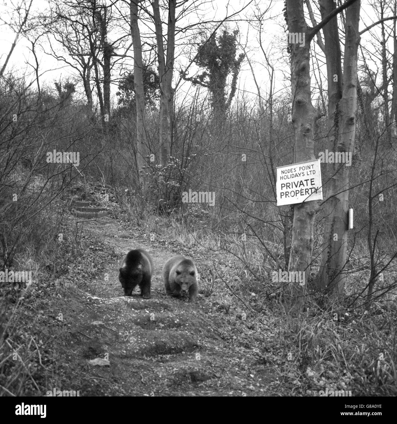Les ours russes Nikita et Valentina ont été repris peu de temps avant après avoir fui un zoo de Ryde, sur l'île de Wight, il y a quinze jours. Ils ont été abattus avec des fléchettes anesthésiques par un vétérinaire du zoo de Londres, puis emmenés en minibus à un zoo voisin de Sandown. Banque D'Images