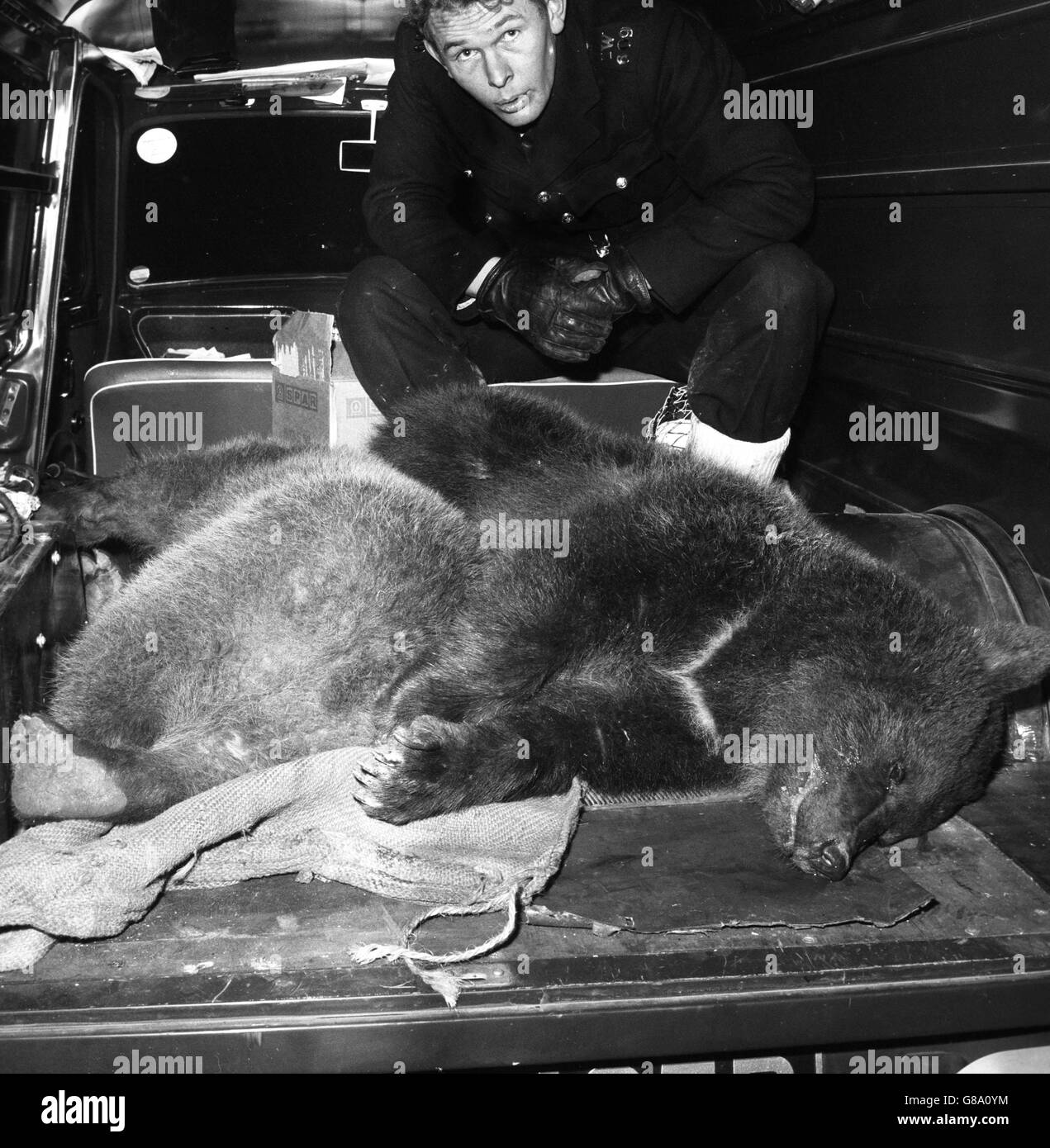 Les deux ours russes qui se sont échappés d'un zoo de Ryde, l'île de Wight, sont photographiés à l'arrière d'une camionnette après avoir été abattus avec des fléchettes anesthésiques. Dès que les ours sont somnolent, ils ont été emmenés dans un autre zoo de Sandown. Banque D'Images