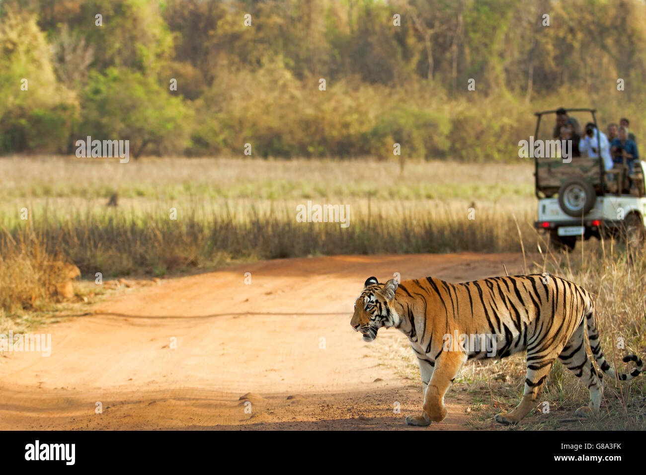 Tigre du Bengale Royal et les touristes à Tadoba Andhari Tiger Réserver Banque D'Images