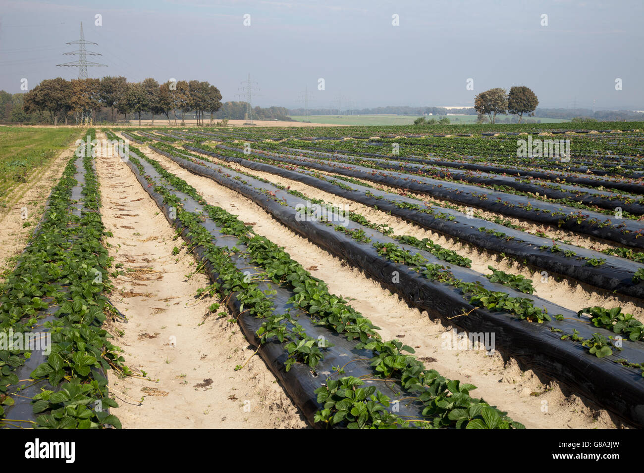 Champ de fraises recouvertes de bâches, Froendenberg, région de la Ruhr, Rhénanie du Nord-Westphalie Banque D'Images