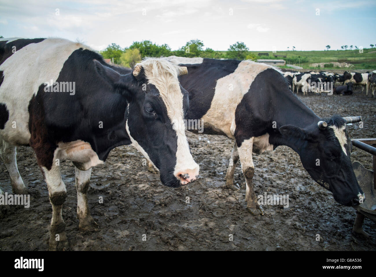 Image en couleur de certaines vaches Holstein dans une étable. Banque D'Images