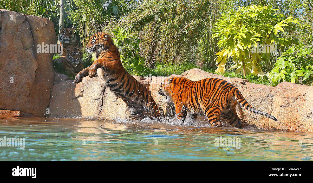 Deux petits tigres de Sumatran jouent dans l'eau dans leur nouvelle enceinte au zoo de Chester, dans le cadre de l'aventure New Islands de 40 millions de livres. Banque D'Images