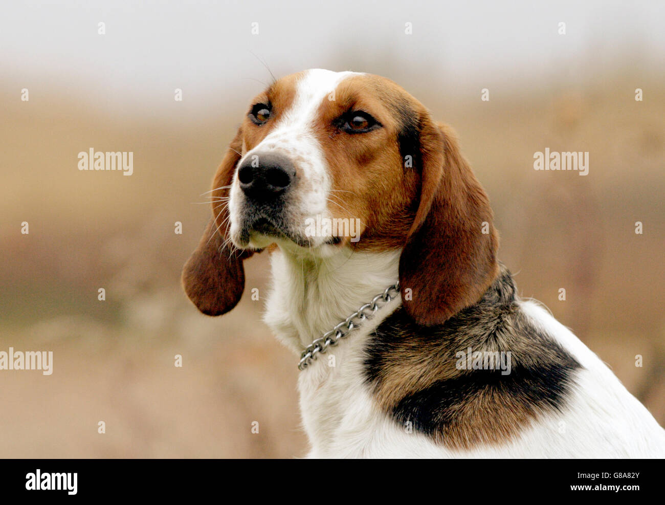 Halden hound Banque D'Images