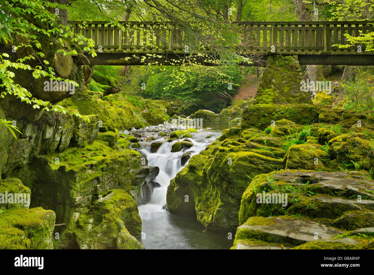 Pont de bois sur la rivière Shimna à Tollymore Forest Park en Irlande du Nord. Banque D'Images