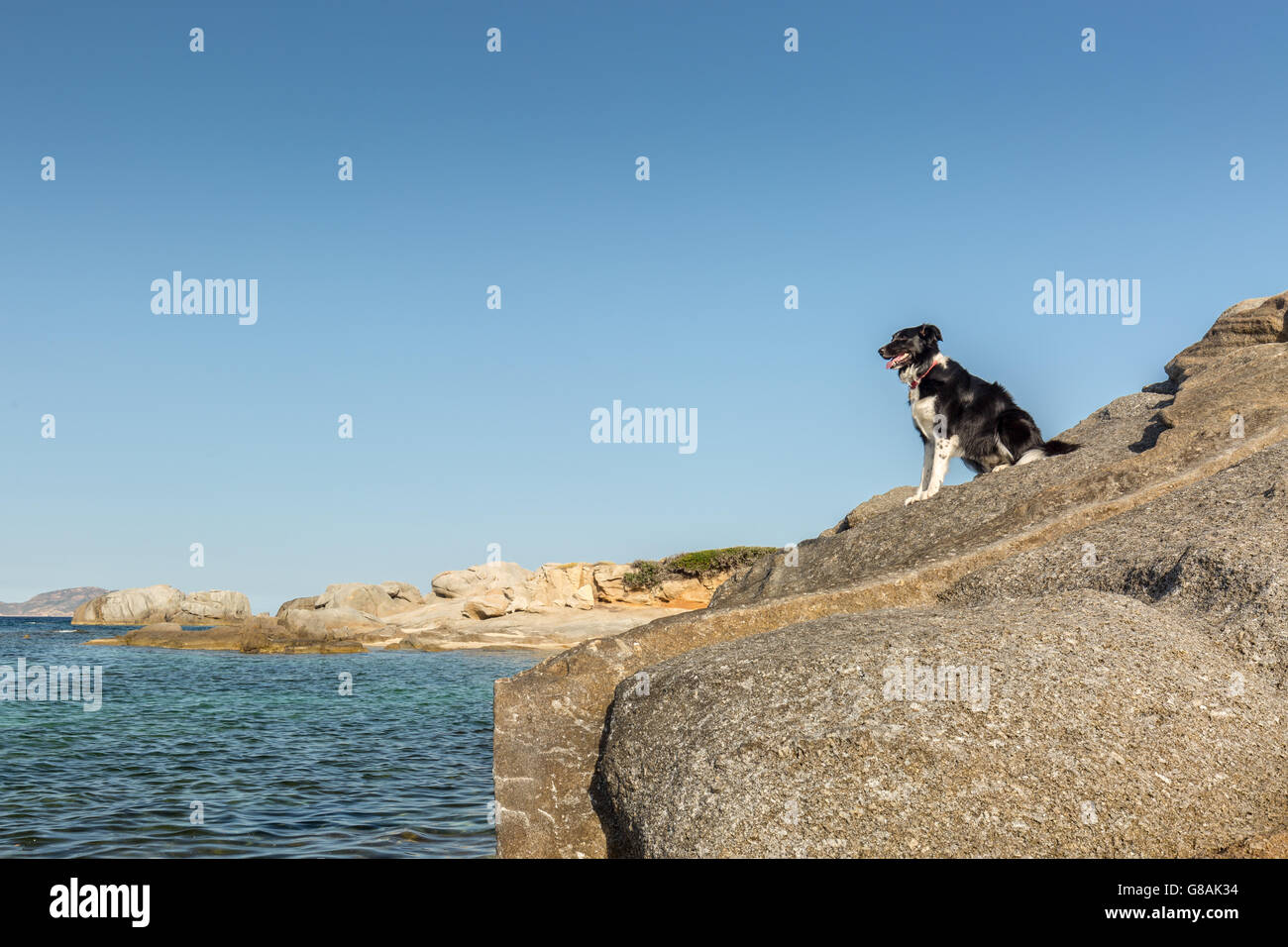 Border Collie chien assis sur un éperon rocheux sur la côte de la Corse face à la mer avec ciel bleu profond derrière Banque D'Images