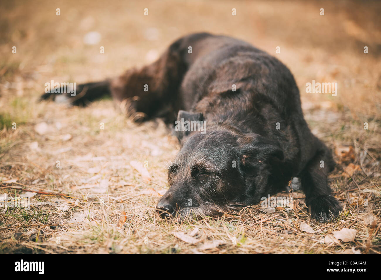 Petite taille Black Dog se reposant dans l'herbe sèche en plein air Saison Printemps Automne. Banque D'Images