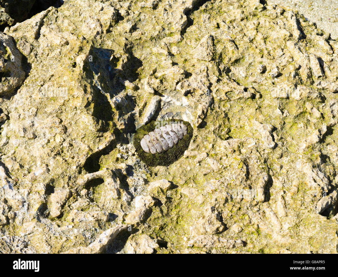 Chiton et patiné sur la plage des coraux, Lady Musgrave Island, Queensland, Australie Banque D'Images