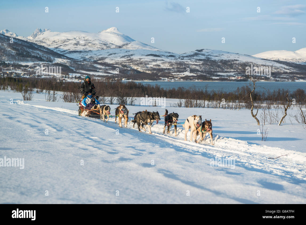 Le traîneau à chiens en Norvège Banque D'Images