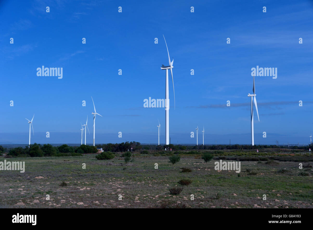 66MW, Hopefield, Saldana, Western Cape, Afrique du Sud Banque D'Images