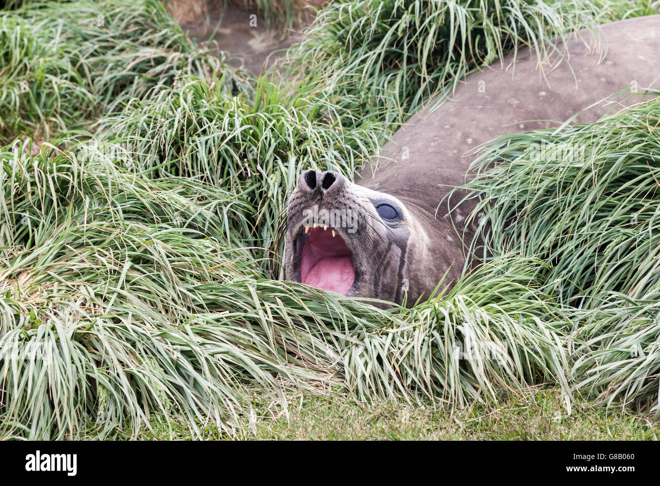 Éléphant de mer du sud en repos à l'île Macquarie tussock, sub-antarctiques Australiennes Banque D'Images