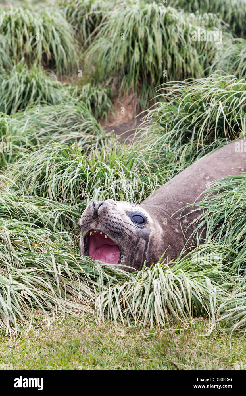 Éléphant de juvéniles en repos à l'île Macquarie tussock, sub-antarctiques Australiennes Banque D'Images