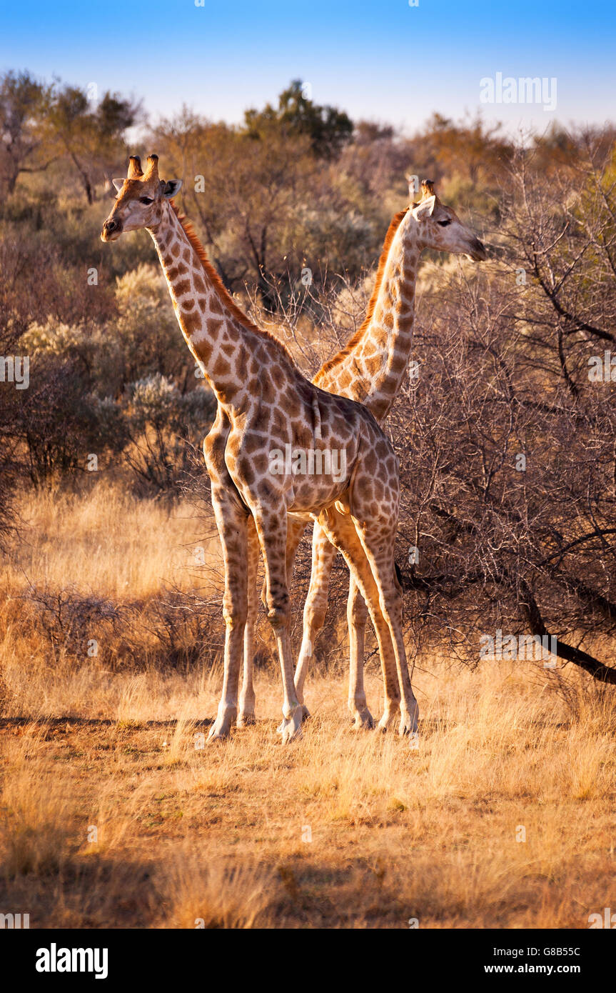 Deux girafes dans la savane, en Namibie, Afrique Banque D'Images Deux girafes dans la savane, en Namibie, Afrique Banque D'Images
