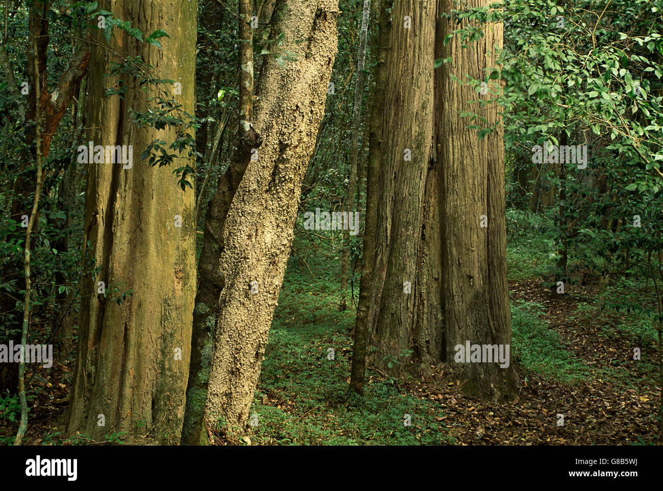 Forêt de genévrier Malawi Banque D'Images