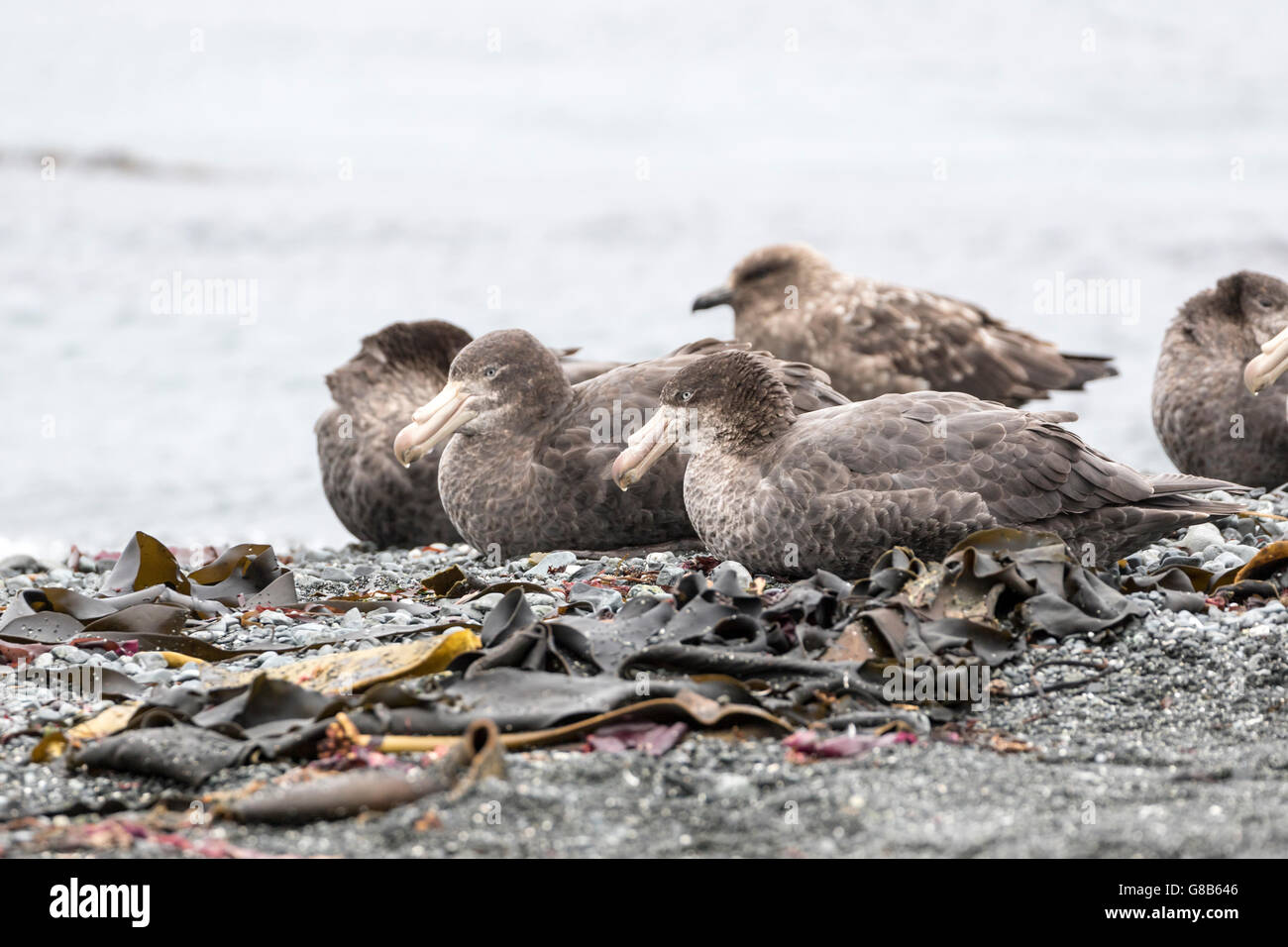 Les pétrels géants du nord au repos avec Skua subantarctique en arrière-plan, l'île Macquarie, sub-antarctiques Australiennes Banque D'Images