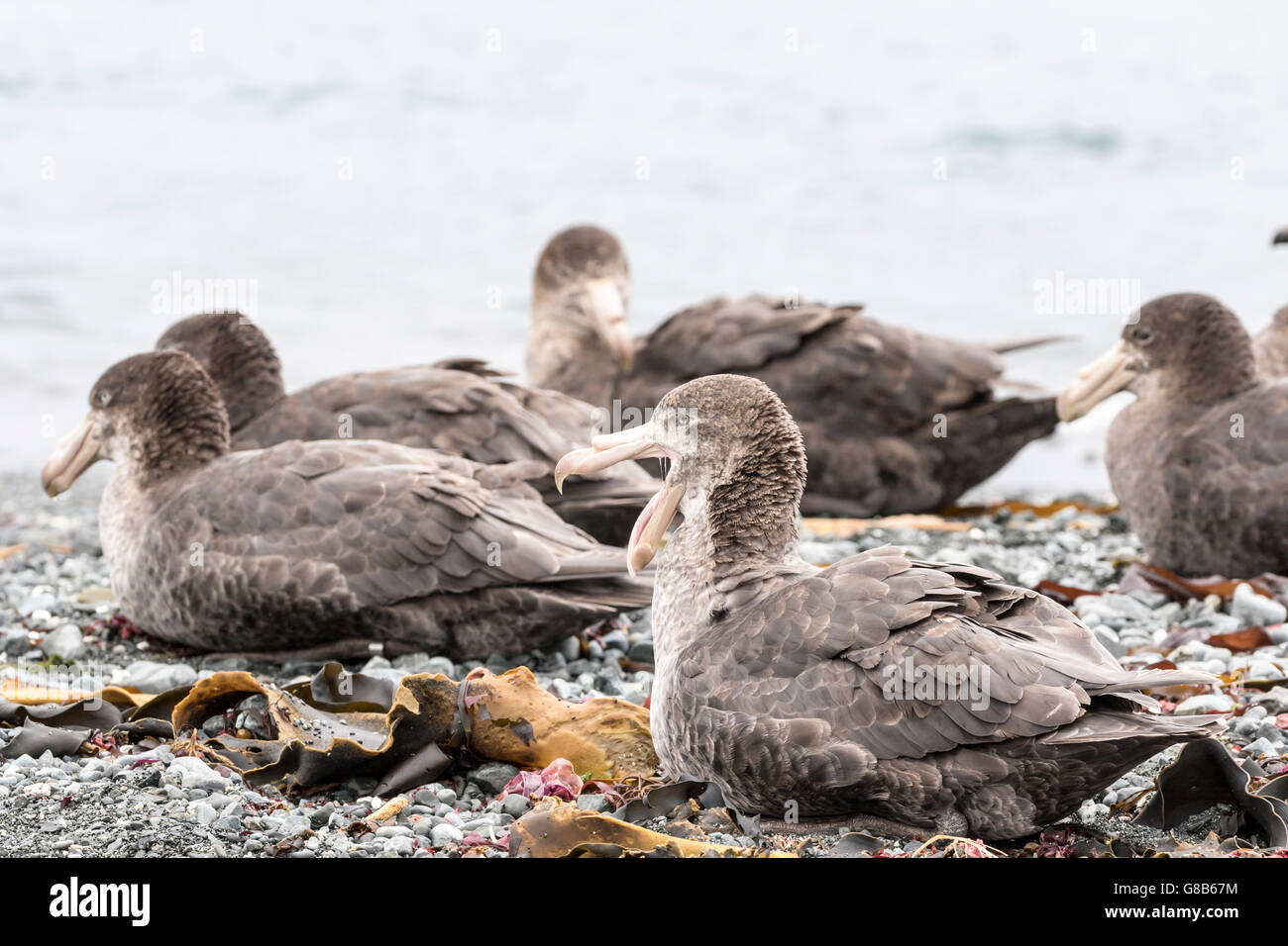 Les pétrels géants du nord au repos à l'île Macquarie, sub-antarctiques Australiennes Banque D'Images