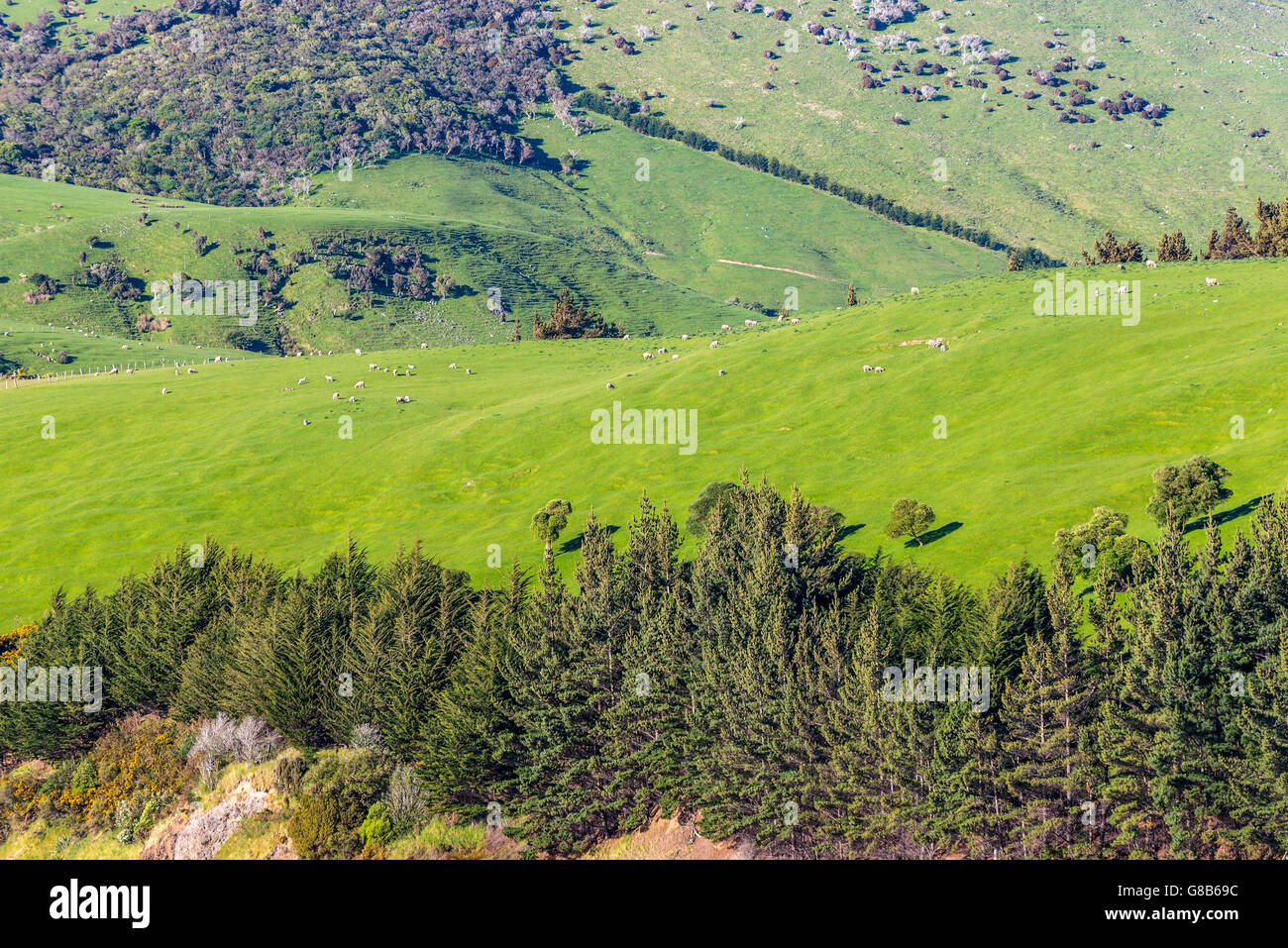 Les moutons et les pâturages dans la Nouvelle Zélande - collines couvertes par l'herbe verte avec des troupeaux de moutons -près de Dunedin au sud de la région de l'Otago Banque D'Images