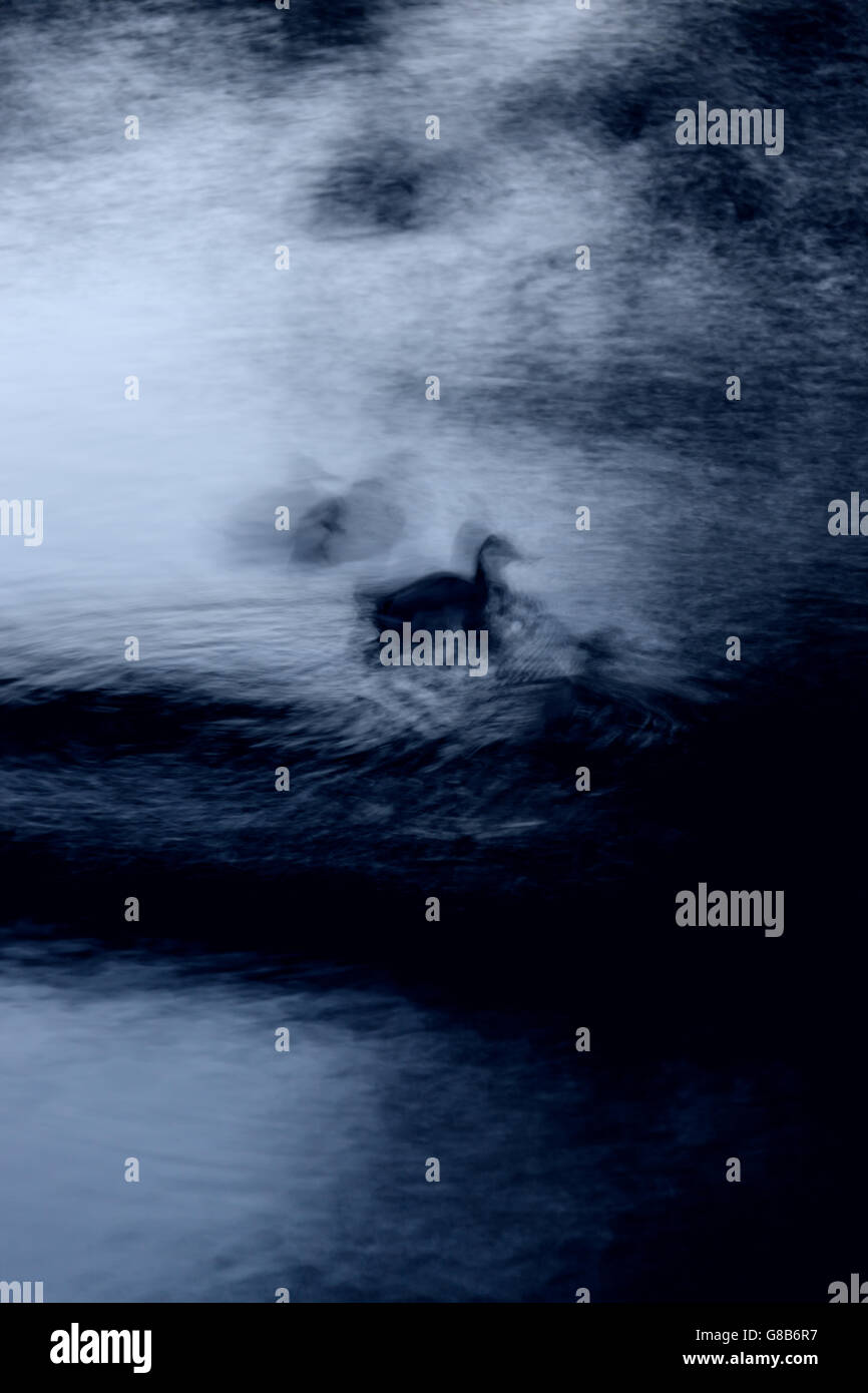 Résumé de flou sombre canards nageant dans un étang. Banque D'Images