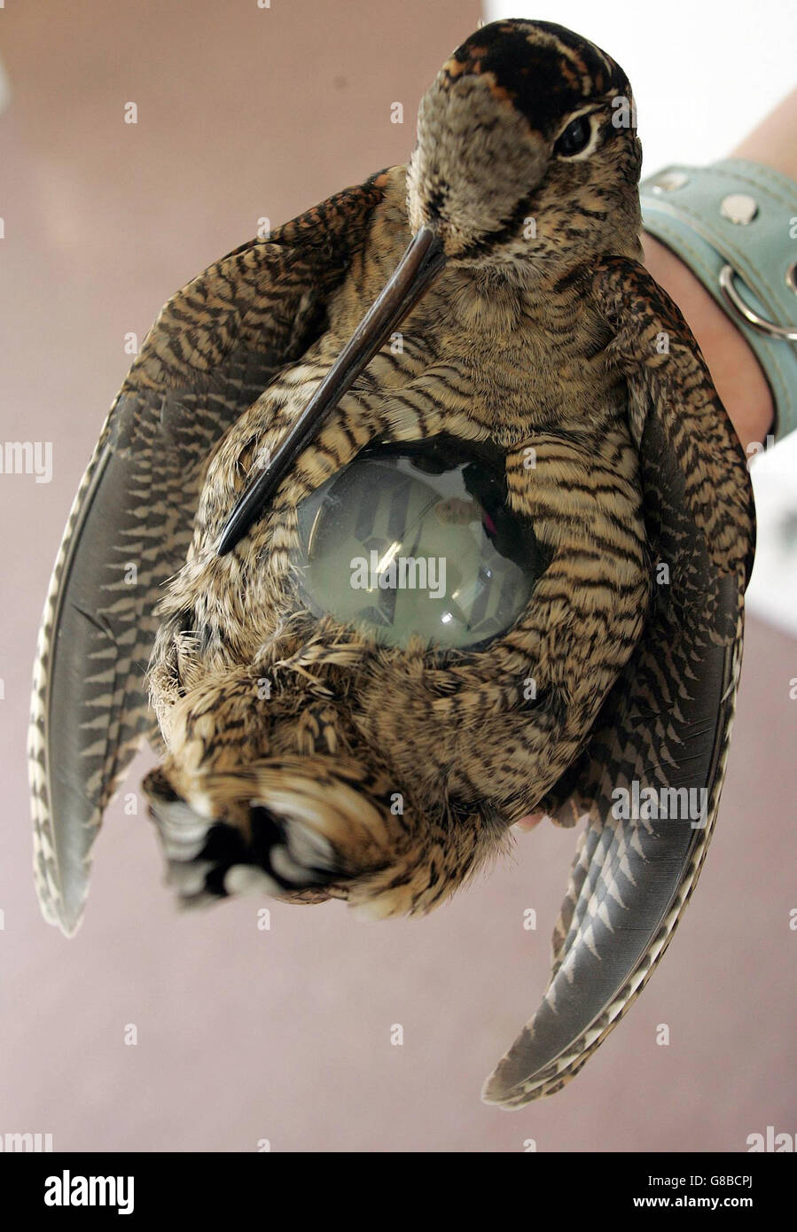 Ebony Andrews montre ses œuvres d'art animales mortes à l'exposition annuelle de l'université de Northumbria. Cet étudiant de 22 ans en art de BA a créé des œuvres à partir d'une variété de carcasses, y compris la transformation de lapins en plantes en pot et d'un oiseau en horloge. Banque D'Images