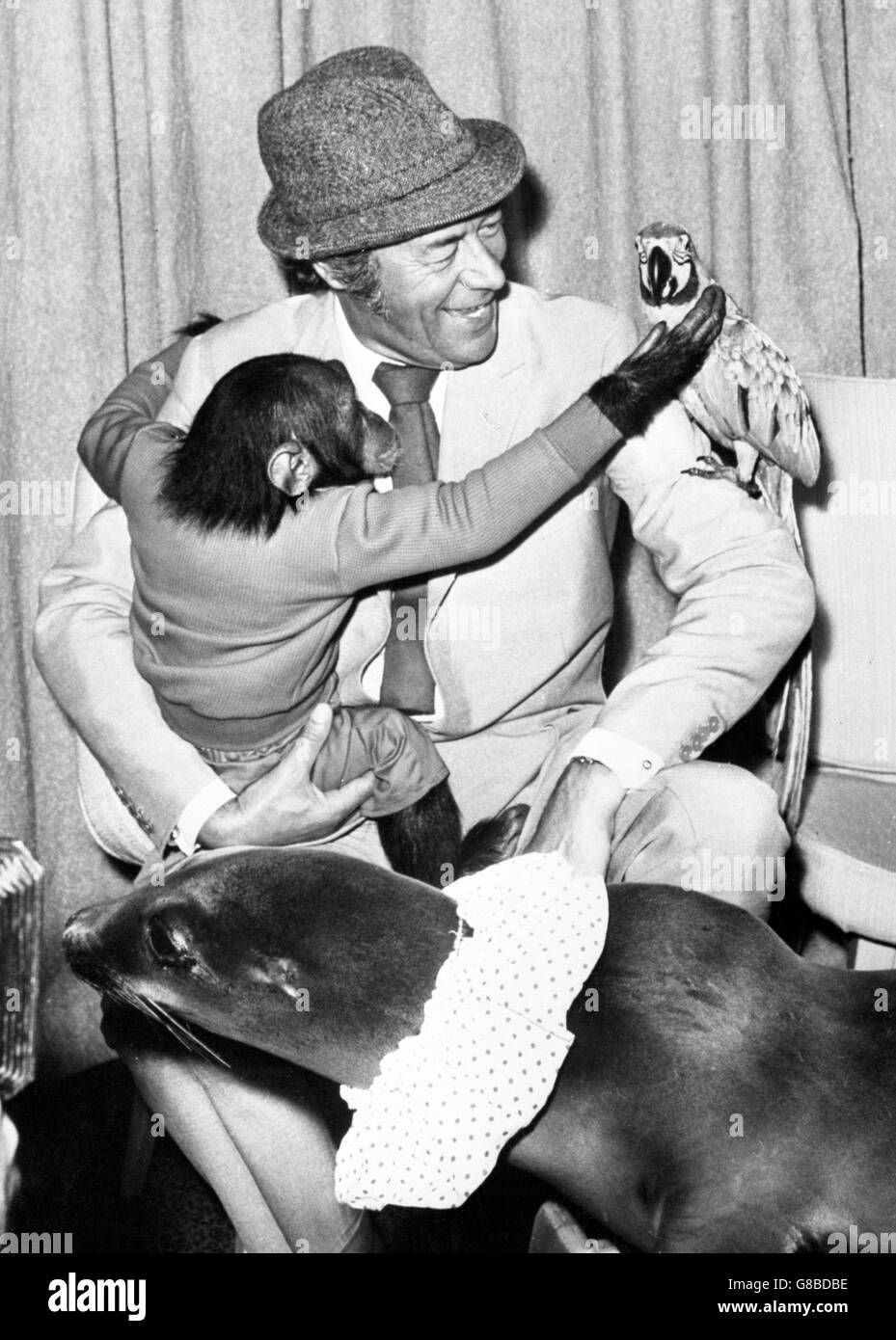 Trois amis saluent Rex Harrison lorsqu'il est arrivé de New York pour commencer à travailler dans le rôle vedette du docteur Dolittle pour le Fox du XXe siècle à Londres. Ils étaient Chee-Chee, le chimpe, vu donnant à Rex un hug, Sophie le sceau et la Polynésie la Macaw. Tous les animaux étoiles dans le film. Banque D'Images