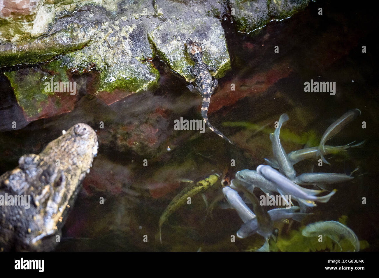 Un crocodile nain ouest-africain de 15 cm, âgé de huit jours, à côté de sa mère, après que cinq jeunes aient éclos au zoo de Bristol, après trois mois d'incubation naturelle. Banque D'Images
