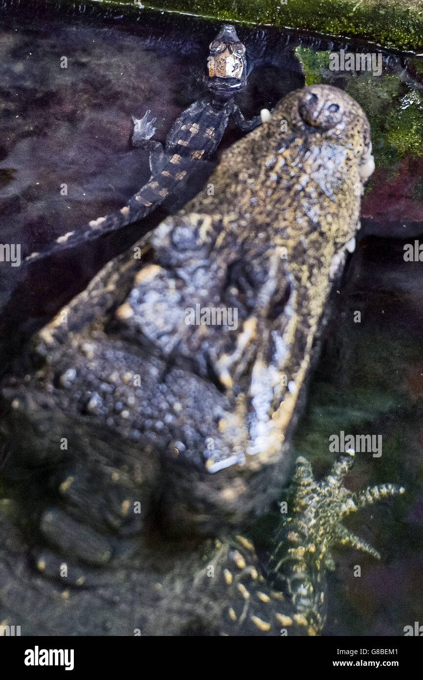 Un crocodile nain ouest-africain de 15 cm, âgé de huit jours, à côté de sa mère, après que cinq jeunes aient éclos au zoo de Bristol, après trois mois d'incubation naturelle. Banque D'Images