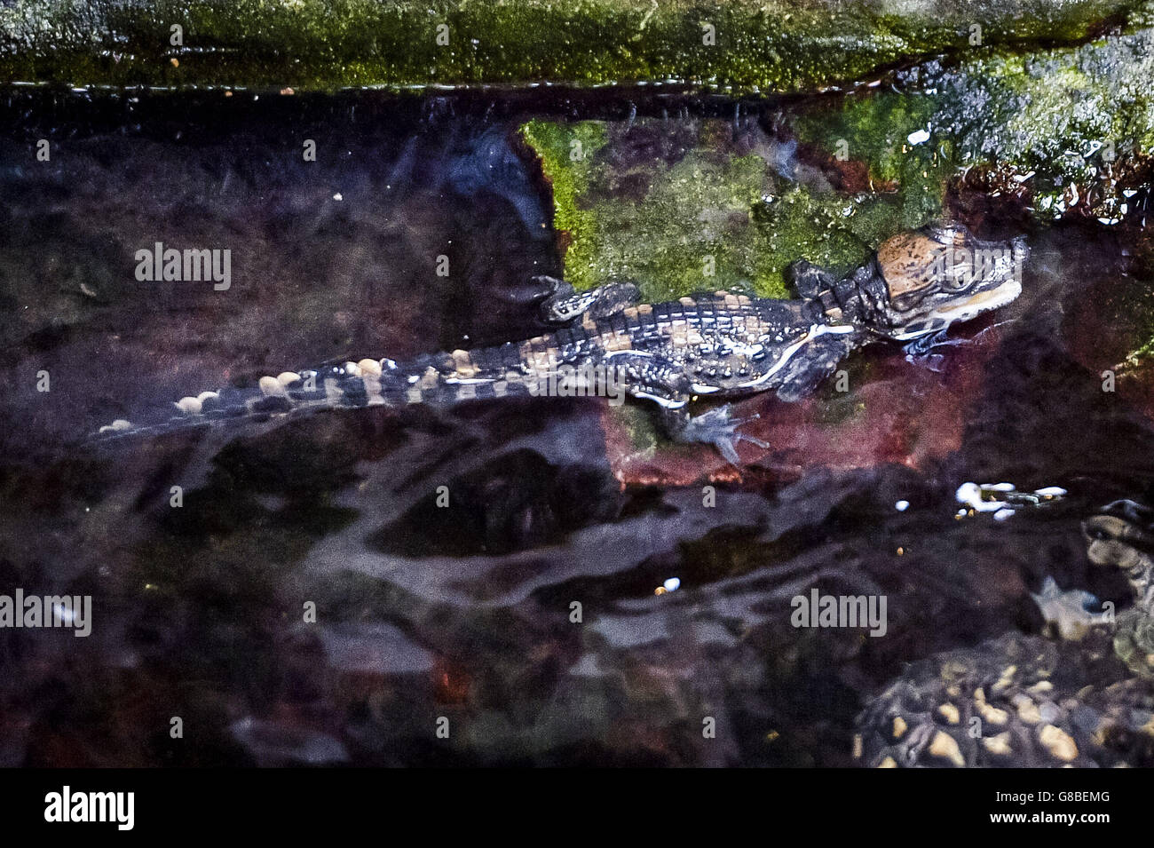 Un crocodile nain ouest-africain de 15 cm, âgé de huit jours, après que cinq jeunes aient éclos aux jardins du zoo de Bristol, après trois mois d'incubation naturelle. Banque D'Images
